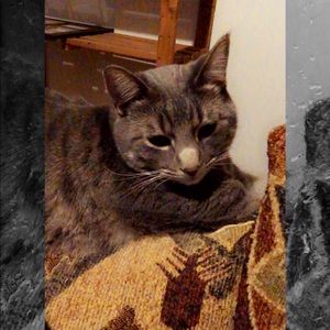 Meet your Posher, Sheena